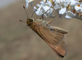 Ocola Skipper